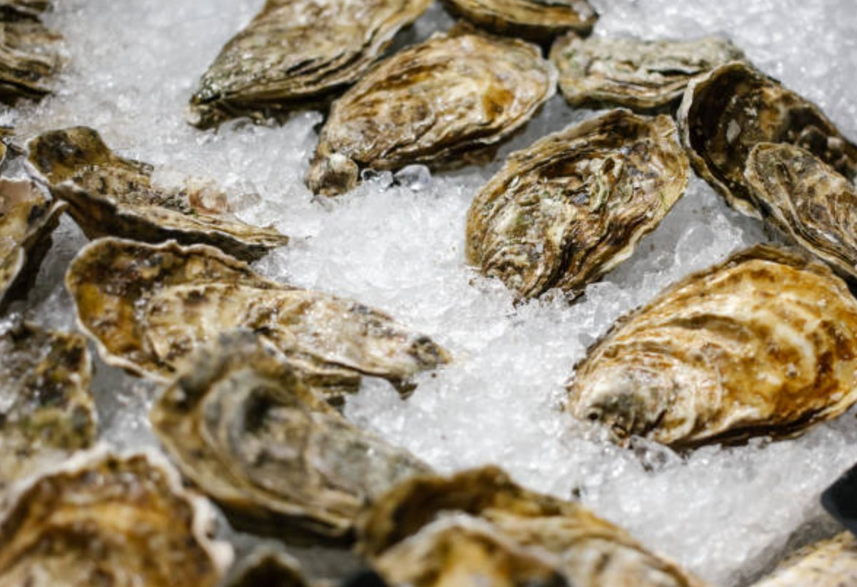 Akashi.H Oyster - Premium Frozen Seafood - Shiok Seafood Wholesale Singapore
