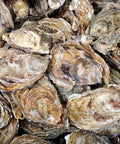 Fine De Claire Oyster - Live Oyster - Shiok Seafood Supplies