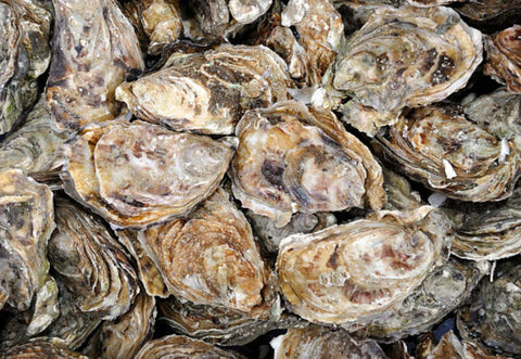 Fine De Claire Oyster - Live Oyster - Shiok Seafood Supplies