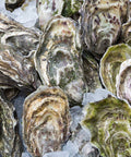 Fine de Claire Spéciale Oyster - Live Oyster - Shiok Seafood Supplies