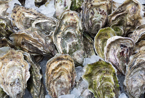 Fine de Claire Spéciale Oyster - Live Oyster - Shiok Seafood Supplies