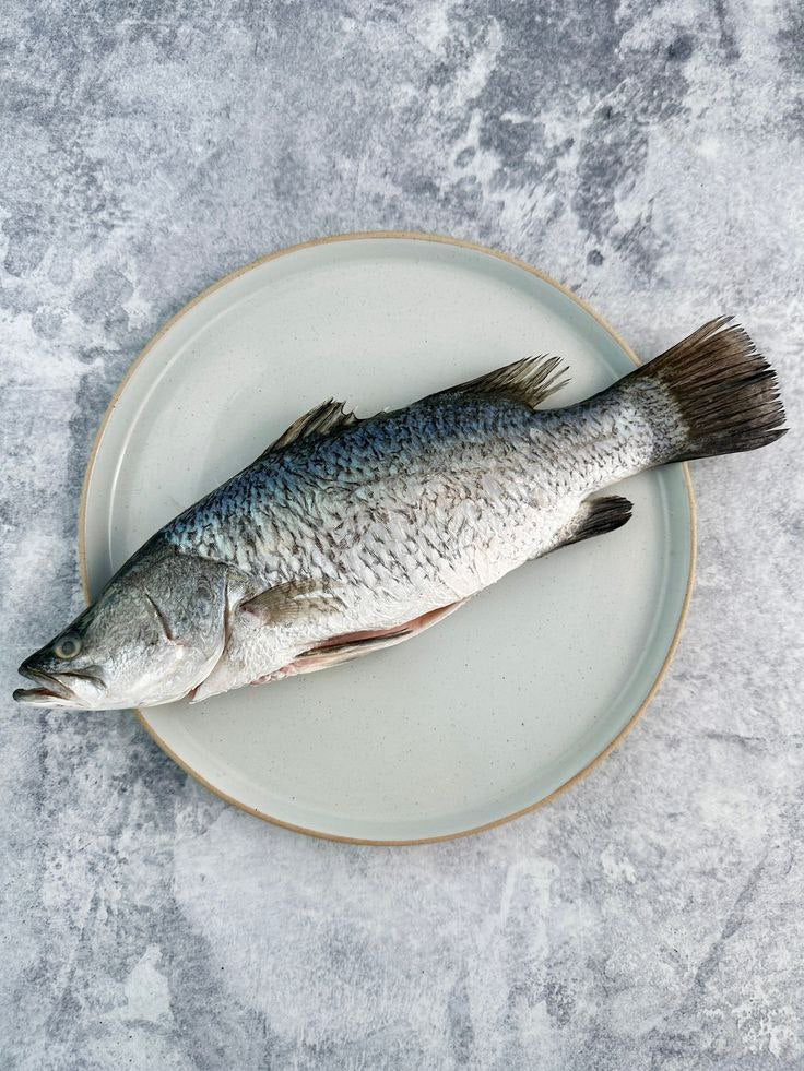 Fresh White barramundi Gutted & Scaled 600g - 800g ( Frozen )