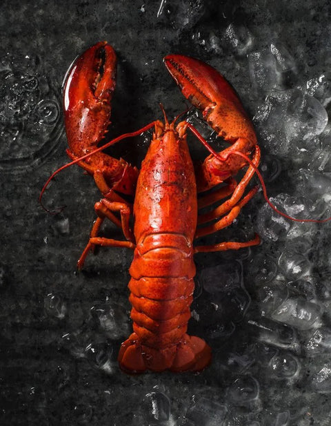 Boston Lobster Party Stock — from $20 a Lobster